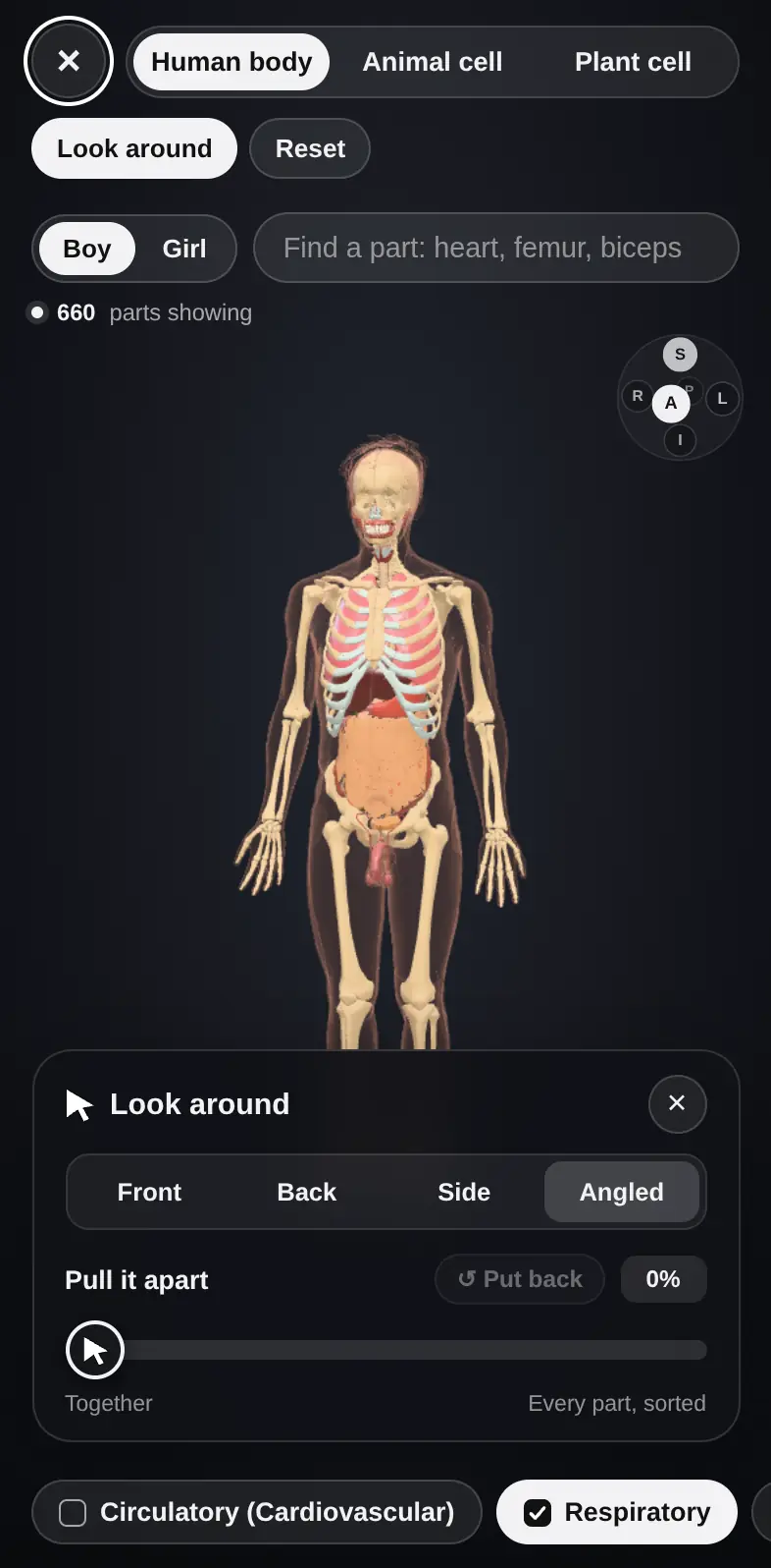 The human body in 3D on a phone